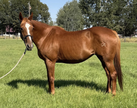 HorseID: 2318375 So Let It Bwritten - PhotoID: 1105639
