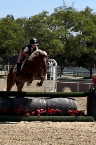 HorseID: 2318378 Hollywood - PhotoID: 1105402