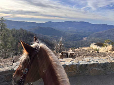 HorseID: 2318378 Hollywood - PhotoID: 1105403