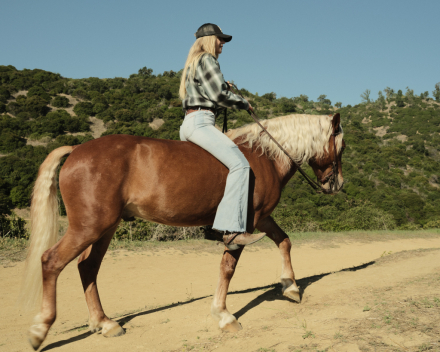 HorseID: 2318378 Hollywood - PhotoID: 1105404