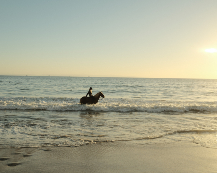HorseID: 2318378 Hollywood - PhotoID: 1105406
