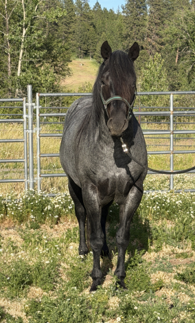 HorseID: 2318383 Chexs Wind River - PhotoID: 1105412