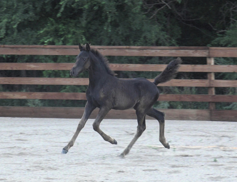 HorseID: 2318387 Black Ice - PhotoID: 1105640