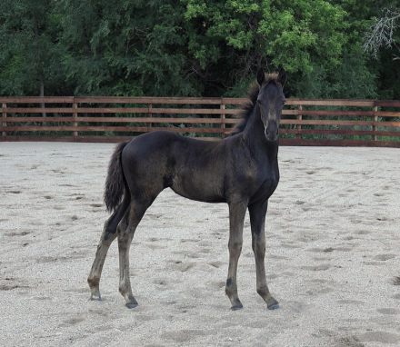 HorseID: 2318387 Black Ice - PhotoID: 1105641