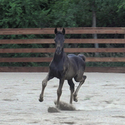 HorseID: 2318387 Black Ice - PhotoID: 1105642