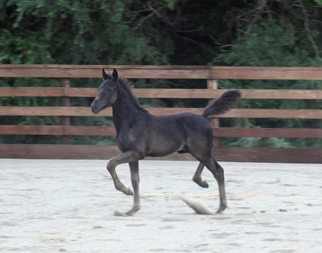 HorseID: 2318387 Black Ice - PhotoID: 1105643