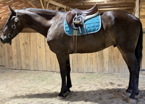 HorseID: 2318390 Wellington - PhotoID: 1105418