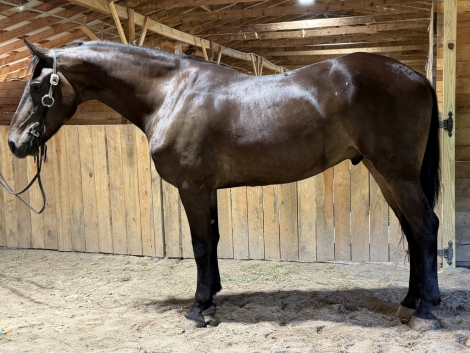 HorseID: 2318390 Wellington - PhotoID: 1105419