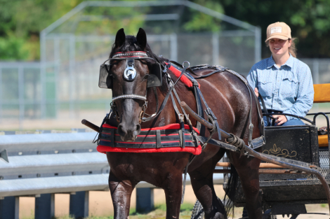 HorseID: 2318396 Sinclair - PhotoID: 1105428