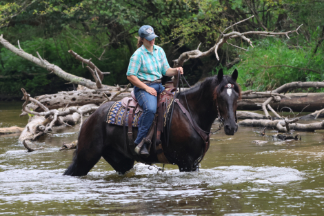 HorseID: 2318396 Sinclair - PhotoID: 1105429