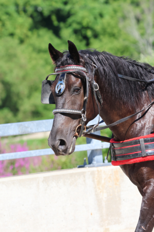 HorseID: 2318396 Sinclair - PhotoID: 1105430