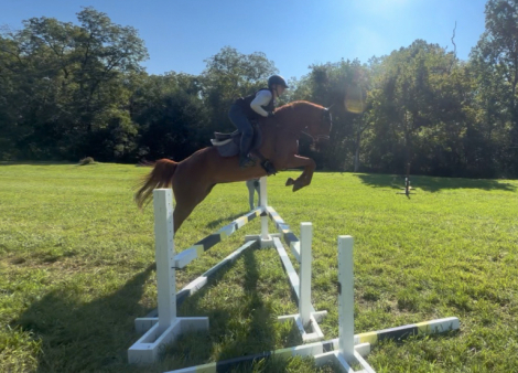 Hanoverian (Hanoverian, Mare) in Front Royal, VA
