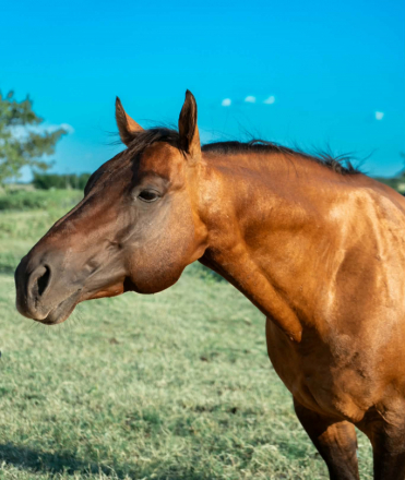HorseID: 2318400 Smart Thornton - PhotoID: 1105566