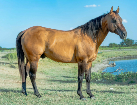 HorseID: 2318400 Smart Thornton - PhotoID: 1105567
