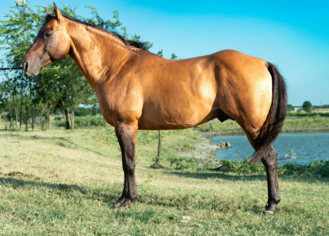 HorseID: 2318400 Smart Thornton - PhotoID: 1105568
