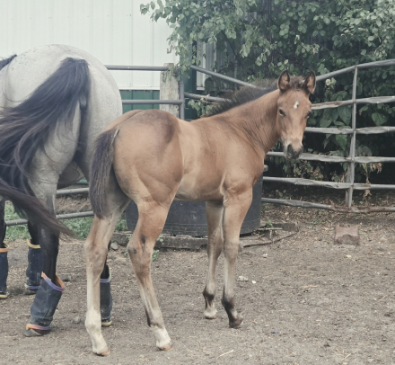 HorseID: 2318403 Frenchmans Goldmyne - PhotoID: 1105433