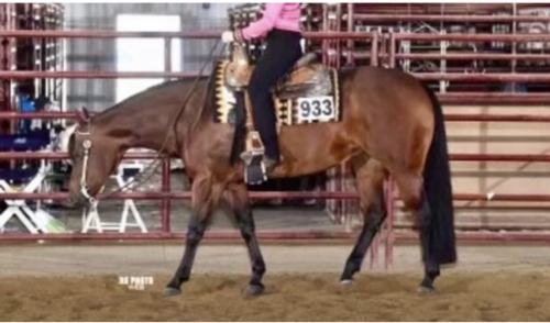 HorseID: 2318409 Driving Me Lazy - PhotoID: 1105440