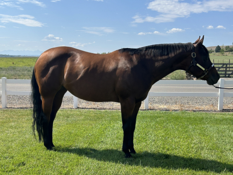 HorseID: 2318409 Driving Me Lazy - PhotoID: 1105441