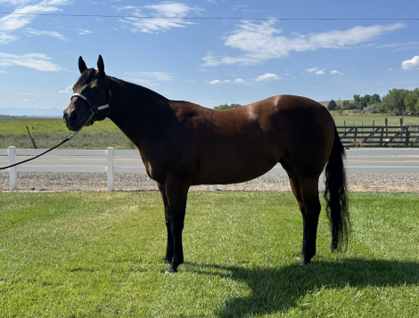 HorseID: 2318409 Driving Me Lazy - PhotoID: 1105442
