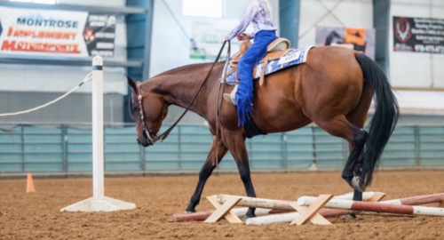 HorseID: 2318409 Driving Me Lazy - PhotoID: 1105444
