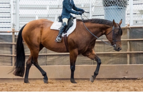 HorseID: 2318409 Driving Me Lazy - PhotoID: 1105445