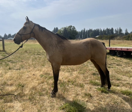 HorseID: 2318410 Jesse - PhotoID: 1105436