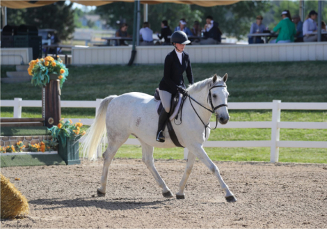 HorseID: 2318422 Calitos H - PhotoID: 1105448