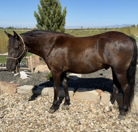 HorseID: 2318438 WP Blue Eyes Cryin - PhotoID: 1105459
