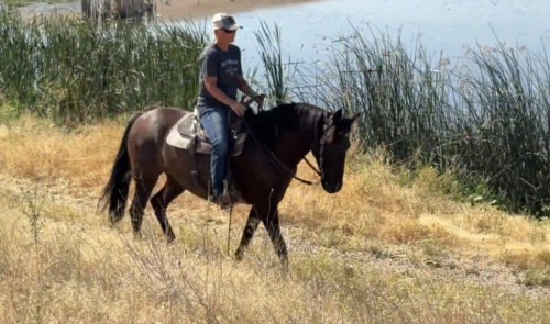 HorseID: 2318438 WP Blue Eyes Cryin - PhotoID: 1105499