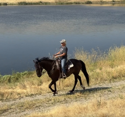 HorseID: 2318438 WP Blue Eyes Cryin - PhotoID: 1105500