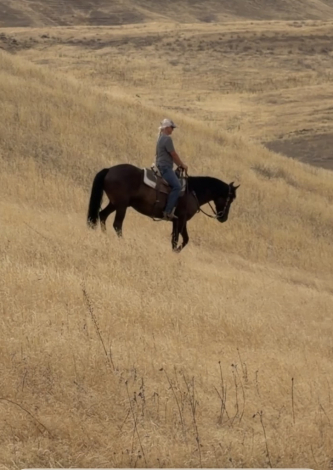 HorseID: 2318438 WP Blue Eyes Cryin - PhotoID: 1105501
