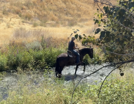 HorseID: 2318438 WP Blue Eyes Cryin - PhotoID: 1105502