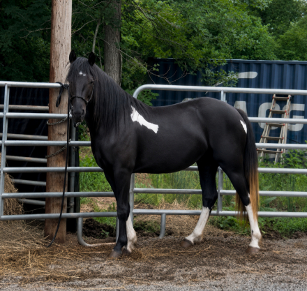 HorseID: 2318445 Melodys Rockstar Chic - PhotoID: 1105477