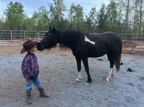 HorseID: 2318445 Melodys Rockstar Chic - PhotoID: 1105478