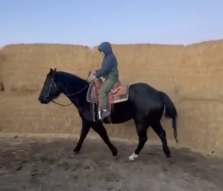 HorseID: 2318447 Shadow - PhotoID: 1105470
