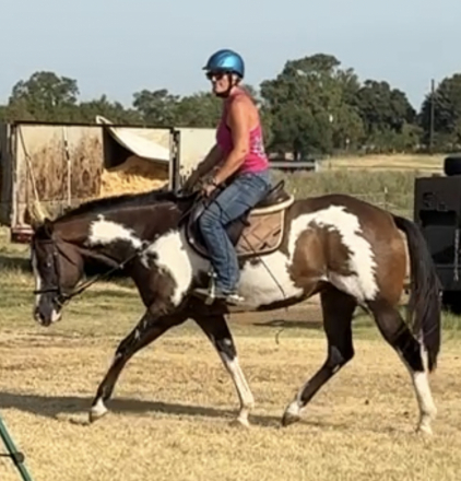 HorseID: 2318449 Lopin Magnolia Rose - PhotoID: 1105471