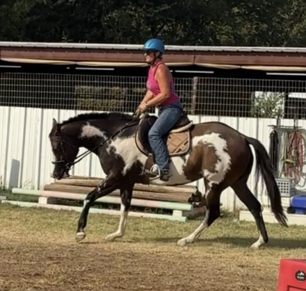HorseID: 2318449 Lopin Magnolia Rose - PhotoID: 1105474