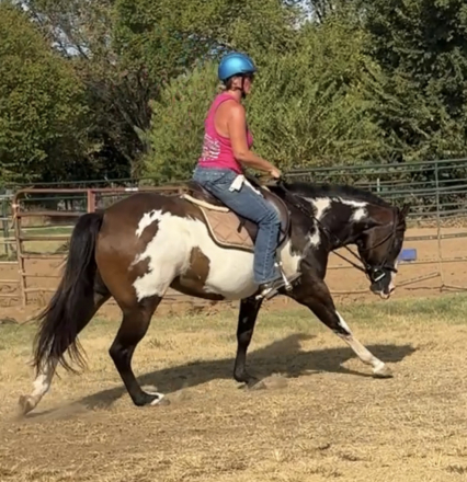 HorseID: 2318449 Lopin Magnolia Rose - PhotoID: 1105475