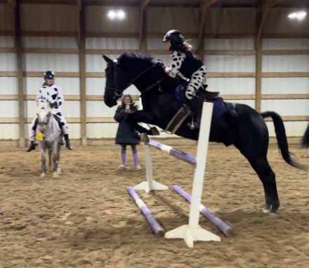 HorseID: 2318451 Kevin - PhotoID: 1105481