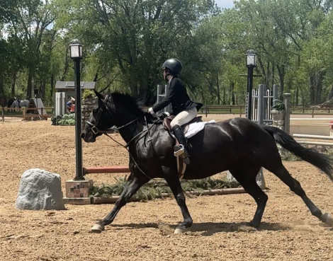 HorseID: 2318451 Kevin - PhotoID: 1105482
