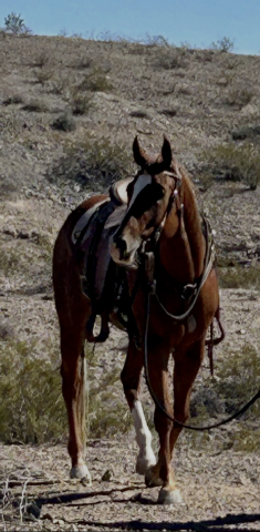 HorseID: 2318452 Q - PhotoID: 1105483