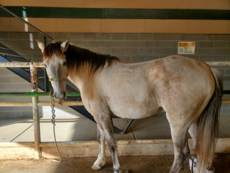 HorseID: 2318453 Sundance Reuben - PhotoID: 1105485