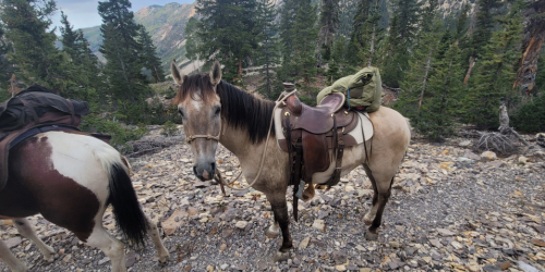 HorseID: 2318453 Sundance Reuben - PhotoID: 1105486