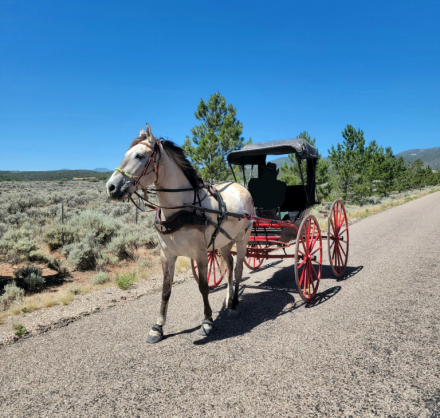 HorseID: 2318453 Sundance Reuben - PhotoID: 1105487