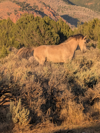 HorseID: 2318453 Sundance Reuben - PhotoID: 1105485