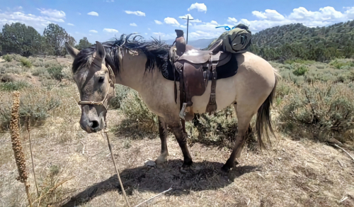 HorseID: 2318453 Sundance Reuben - PhotoID: 1105486