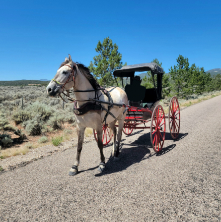 HorseID: 2318453 Sundance Reuben - PhotoID: 1105487