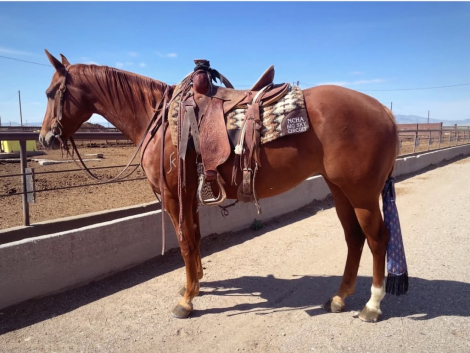 HorseID: 2318455 Jewels Shining Spice - PhotoID: 1105490