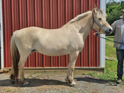 HorseID: 2318463 Erika Linnea - PhotoID: 1105497