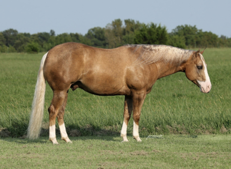 HorseID: 2318466 Big Star - PhotoID: 1105504